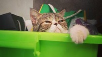 Oh ya jadi kami merawat Loki itu dari bayi, dari masih harus dikasih suplemen susu. Betul-betul dari kecil dan dirawat rame-rame sama anak-anak semua, kata Anies, di Balai Kota, Jl Medan Merdeka Selatan, Jakarta Pusat, Jumat (19/1/2018). Foto: Instagram @fery.farhati
