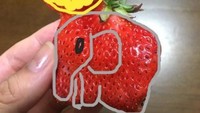 Strawberry mungil ini bahkan bisa diubah menjadi gajah lho. Lihat saja badan besar, telinga lebar dan belalai yang menjulur panjang.Foto: Istimewa