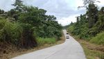 Wow, Jalan di Papua Dibangun Belah Hutan Nanjak Bukit