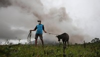 Petani membawa kerbaunya ke pusat evakuasi terdekat setelah gunung api Mayon memercikkan abu di Camalig, provinsi Albay, Filipina, Rabu (17/1) (Foto: REUTERS/Stringer)
