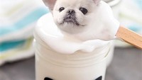 Siapa sangka kalau di dalam stoples marshmallow fluff ini ada sosok anjing lucu berwarna putih! Foto: Instagram dogs_infood