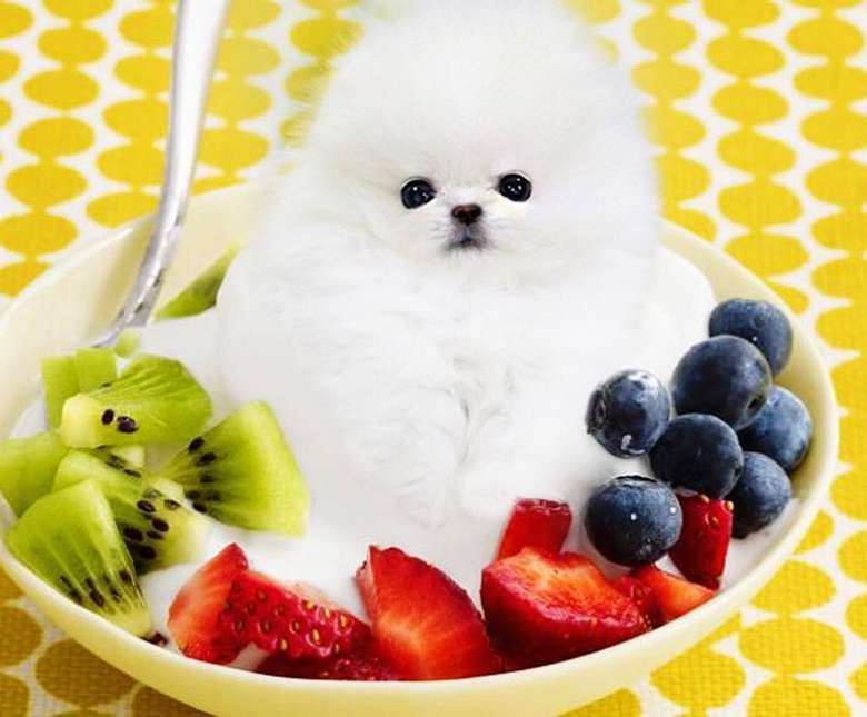 Ah Lucunya Anjing Anjing Ini Menyelip Dalam Bentuk Makanan Foto 10