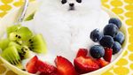 Ah, Lucunya! Anjing-anjing Ini Menyelip dalam Bentuk Makanan