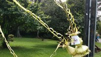 Begitu juga dengan janur kuning yang sudah melengkung rapi di sekitar lokasi. Foto: Mauludi Rismoyo