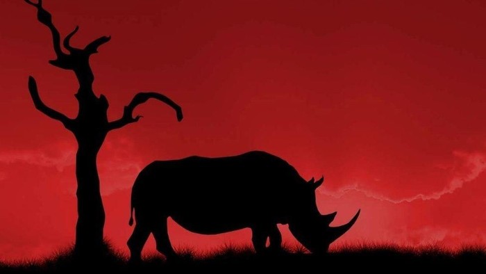 Pertama di Indonesia, Badak Jawa Terekam Sedang Kawin di Alam Liar