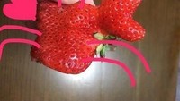 Satu sudut strawberry ini memiliki bentuk seperti capit kepiting, jadi dengan ditambahkan kaki dan mata, jadilah kepiting rasa strawberry.Foto: Istimewa