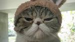 Ini Loki Si Kucing yang Bikin Anies dan Keluarga Bersedih