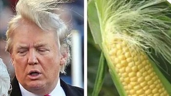 Rambut jagung Trump ikut dinyinyirin netizen. Foto: internet