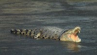 Foto ini diambil pada Jumat (5/1). Sejak pemunculan pertamanya pada 20 September 2016 lalu (1 tahun 3 bulan), hingga kini buaya tersebut belum berhasil dibebaskan dari jeratan ban bekas yang melilit di lehernya meski Balai Konservasi dan Sumber Daya Alam (BKSD) setempat telah membuat perangkap untuk menangkap dan membebaskan buaya tersebut. (Foto: ANTARA FOTO/Basri Marzuki)