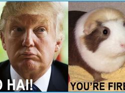 Meme Menohok #TrumpShutdown Pasca Tutupnya Pemerintahan AS
