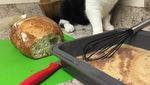 Gemas! 10 Kucing Ini Berpose dengan Makanan Layaknya Chef