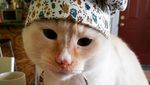 Gemas! 10 Kucing Ini Berpose dengan Makanan Layaknya Chef