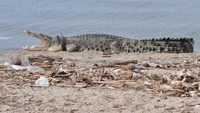 Foto ini diambil pada 16 Januari 2018 lalu di Lokasi Wisata Pantai Teluk Palu, Kelurahan Talise, Kota Palu, Sulawesi Tengah (Foto: ANTARA FOTO/Mohamad Hamzah)