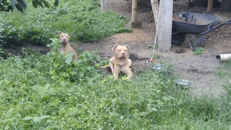 Pria Tua Tewas Diserang 2 Anjing Pit Bull, Ini Kesaksian Warga Pria Tua Tewas Diserang 2 Anjing Pit Bull, Ini Kesaksian Warga