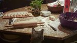 Gemas! 10 Kucing Ini Berpose dengan Makanan Layaknya Chef