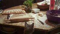 Kok kayak ngerti ya. Kucing ini sedang melihat beberapa bahan dan adonan pasta. Lucunya! Foto: Istimewa