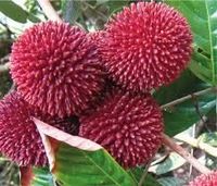 Mumpung Lagi Musim, Ini 5 Jenis Rambutan Manis Renyah yang Bisa Dipilih