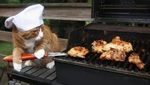 Gemas! 10 Kucing Ini Berpose dengan Makanan Layaknya Chef