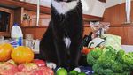 Gemas! 10 Kucing Ini Berpose dengan Makanan Layaknya Chef