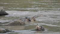 Buaya liar yang terjerat ban bekas sepeda motor muncul kepermukaan sungai saat akan dilakukan proses penyelamatan oleh sejumlah relawan (Foto: ANTARA FOTO/Mohamad Hamzah)