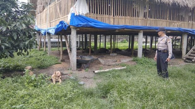 Lokasi kejadian dan 2 anjing pit bull yang menyerang Sarju