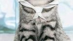 Gemas! 10 Kucing Ini Berpose dengan Makanan Layaknya Chef