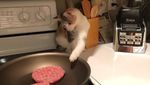 Gemas! 10 Kucing Ini Berpose dengan Makanan Layaknya Chef