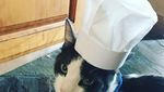Gemas! 10 Kucing Ini Berpose dengan Makanan Layaknya Chef