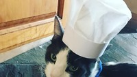 Udah cocok jadi master chef belum? Pakai topi dan juga spatulla, ada-ada saja ya kelakuannya. Foto: Istimewa