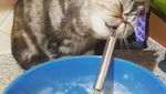 Gemas! 10 Kucing Ini Berpose dengan Makanan Layaknya Chef