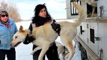Foto: Mengintip Anjing Husky Latihan Seluncur