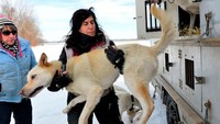 Dia sedang mempersiapan anjing-anjingnya untuk kejuaran balapan 160 dan 250 km. (AFP)