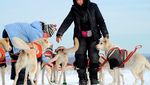 Foto: Mengintip Anjing Husky Latihan Seluncur