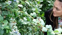 Bukan hanya stroberi, Luna juga panen blueberry. Kalau petaninya cantik begini, buahnya pasti manis dan segar ya? Foto: Instagram Luna Maya Bukan hanya stroberi, Luna juga panen blueberry. Kalau petaninya cantik begini, buahnya pasti manis dan segar ya? Foto: Instagram Luna Maya