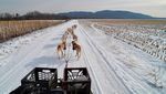 Foto: Mengintip Anjing Husky Latihan Seluncur