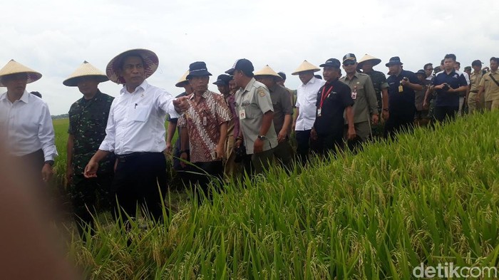 Soal Data Stok Beras, Mentan: Jangan Diributkan!