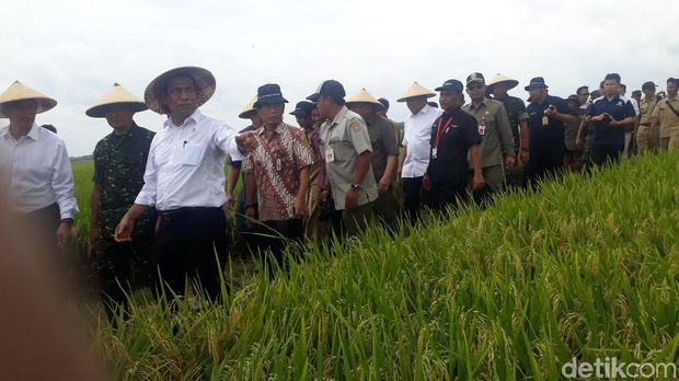 Mentan panen padi di Bojonegoro 