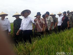 Mentan: 1,7 Juta Hektar Sawah Panen Raya di Februari