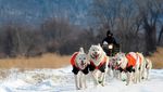 Foto: Mengintip Anjing Husky Latihan Seluncur
