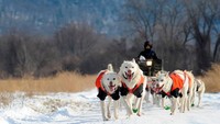 Perkenalkan, wanita ini bernama Marla Brodsky. Dia seorang musher profesional. (AFP)