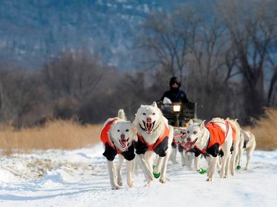 Foto: Mengintip Anjing Husky Latihan Seluncur