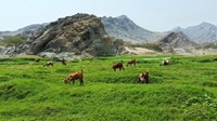 Wadi Al Bardani adalah salah satu lembah yang terletak di Bareq sebelah utara Mahayil Asir. Traveler menggelar tikar menikmati hijaunya lembah (Dok. Istimewa/Al Arabiya.net)