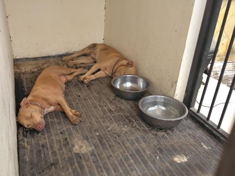 Pit Bull Penjaga Kandang Ayam di Kediri Sering Kejar-kejar Warga Pit Bull Penjaga Kandang Ayam di Kediri Sering Kejar-kejar Warga