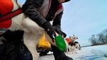 Foto: Mengintip Anjing Husky Latihan Seluncur