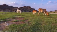 Yang mengesankan adalah sungainya mengalir sepanjang tahun dari Kota Al Mashbah, masih di Mahayil Asir dan mengalir ke Wadi Baqrah. Sapi-sapi yang dibiarkan merumput di Wadi Al Bardani (Dok. Istimewa/Al Arabiya.net)