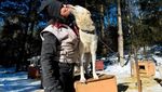 Foto: Mengintip Anjing Husky Latihan Seluncur