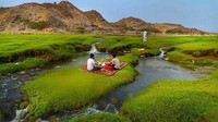 Selain sungai, lembah ini juga terkenal dengan lahannya yang hijau dan dikelilingi pegunungan. Tak hanya sapi, ada kambing pula di Wadi Al Bardani (Dok. Istimewa/Al Arabiya.net)