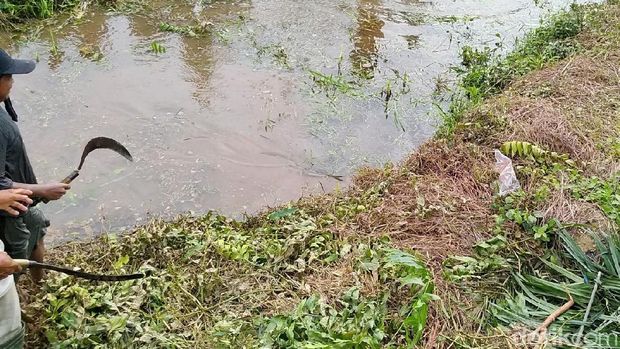 Ular Mungil dan Kaos Terbang saat Jokowi Sambangi Banyuasin