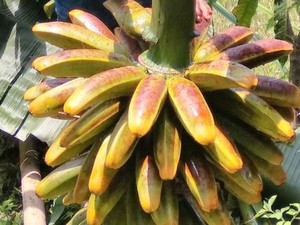 Misteri Pisang Terjelek Tapi Tersehat yang Ditemukan di Indonesia