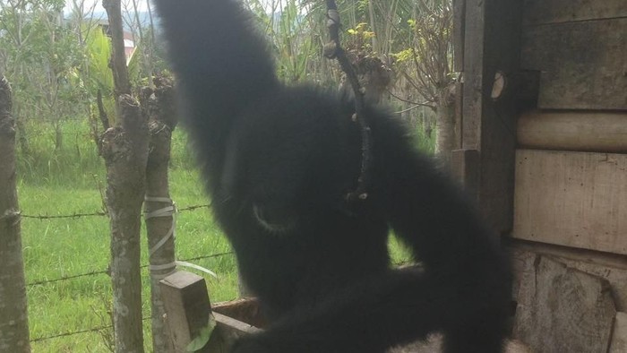 Pernah Serang Bocah, Siamang Diserahkan Pemiliknya ke BBKSDA Riau